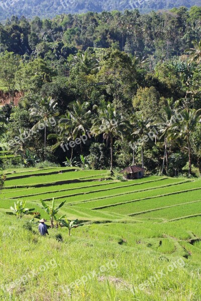 Bali Rice Fields Jatiluwih Unesco World Heritage Indonesia