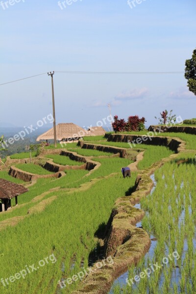 Bali Rice Fields Jatiluwih Unesco World Heritage Indonesia