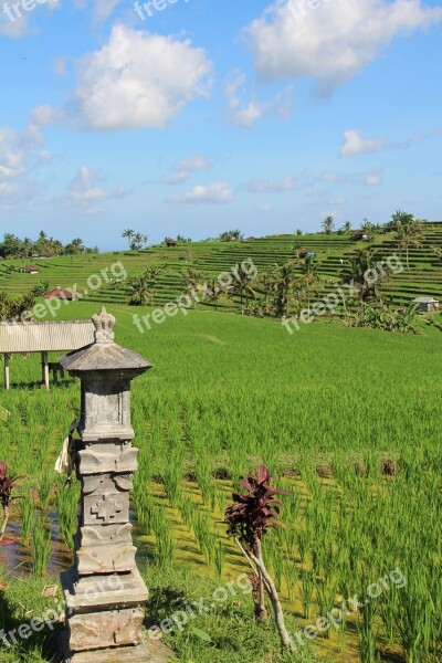 Bali Rice Fields Jatiluwih Unesco World Heritage Indonesia