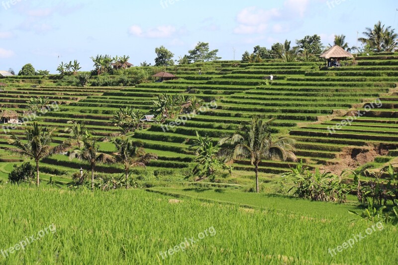 Bali Rice Fields Jatiluwih Unesco World Heritage Indonesia