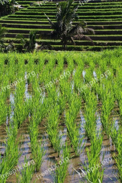 Bali Rice Fields Jatiluwih Unesco World Heritage Indonesia