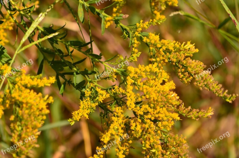 Fall Autumn Nature Flowers Yellow