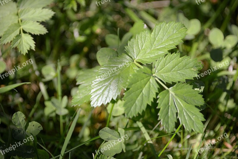 Blackberry Leaves Green Plant Nature Leaf