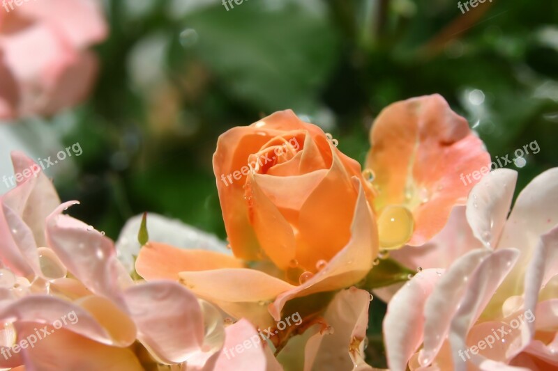 Flowers Roses Nature Miniature Roses Free Photos