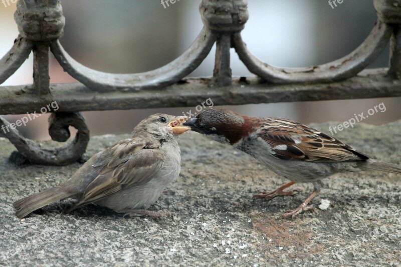 Bird Imbeccare Eat Balcony Bellinzona