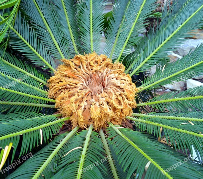 Palm Blossom Bloom Palm Heart Plant