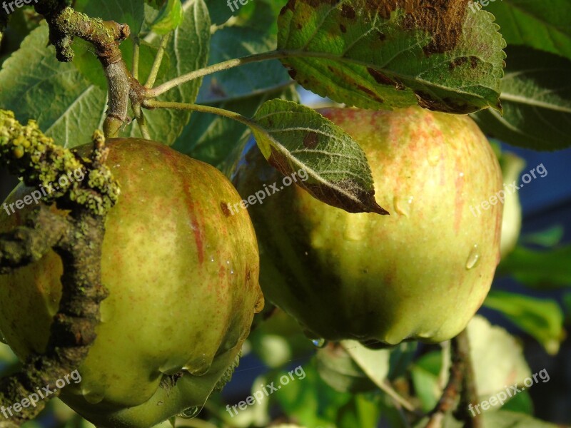 Apple Apple Tree Autumn Harvest Ripe