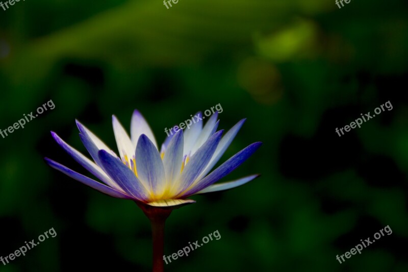 Artistic Conception Flower Lotus Light Pond