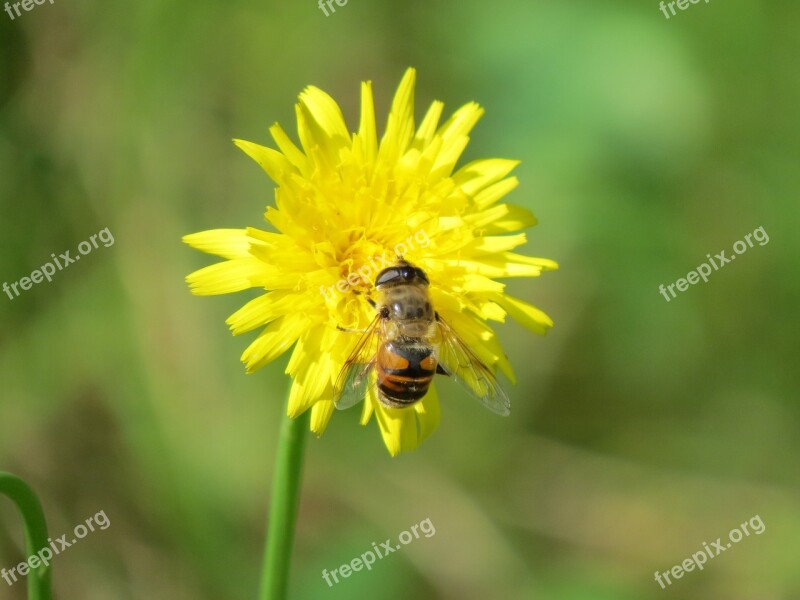 Hover Fly Flower Insect Yellow Mist Bee