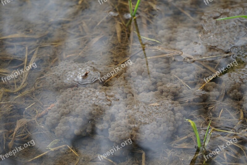 Frog Amphibians Egg Spawn Toad