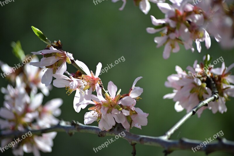 Madrid Fifth Mills Almond Blossom Rosa Almond Tree