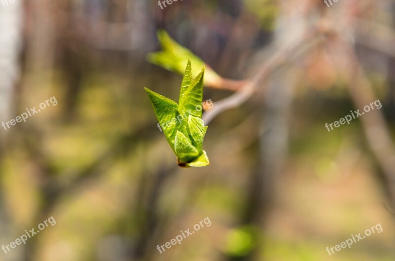 Spring Sheet Branch Nature Tree