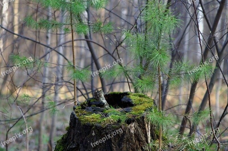 Spring Forest Stump Nature Trees