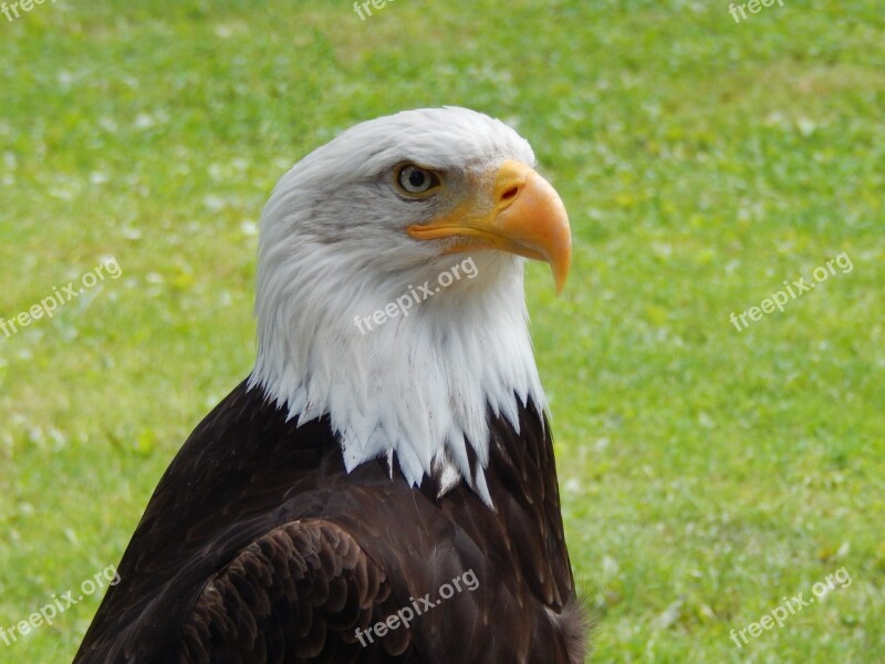 Eagle Nature Bird Predator Animal