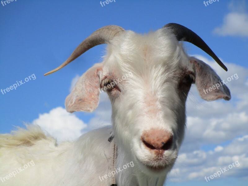 Goat Animal Blue Farm Nature