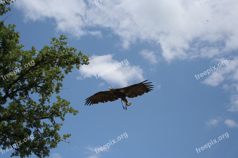 Eagle Bird Air Clouds Fly