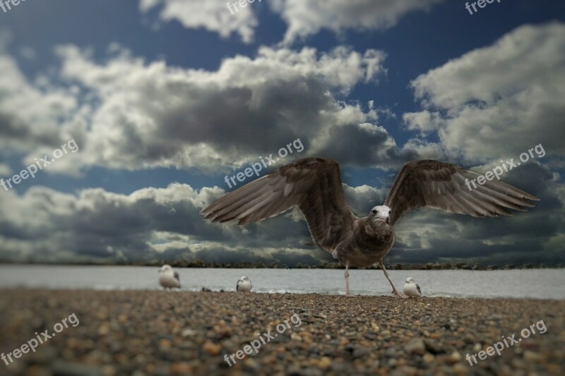 Sky Cloud Wind Sea Beach