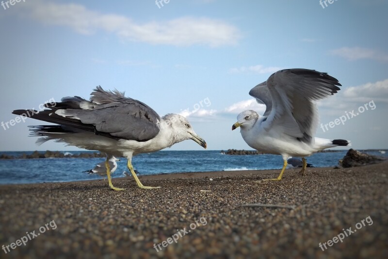 Sky Sea Beach Seagull Birds Of The Sea