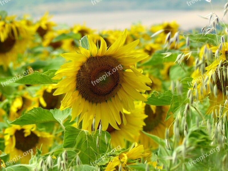 Sunflower Field Flower Summer Yellow