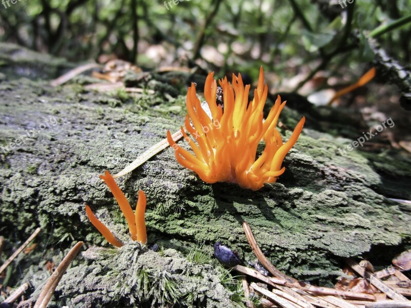 Mushroom Forest Nature Autumn Moist