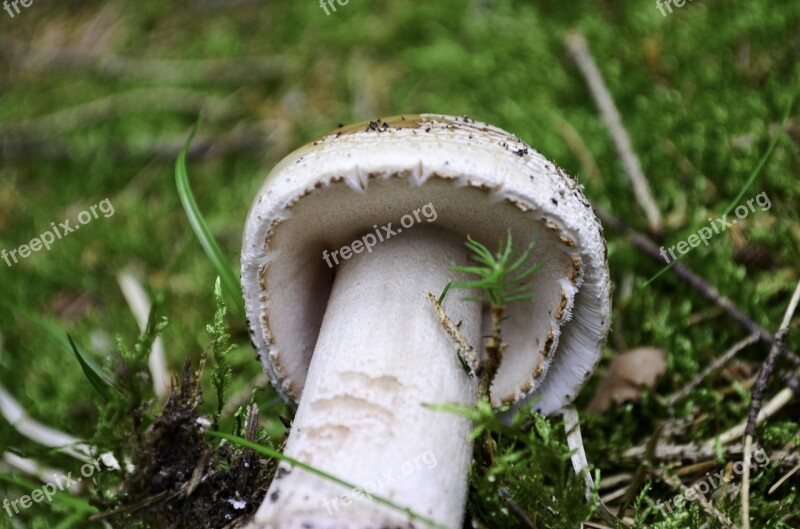 Mushroom Forest Nature Autumn Moist