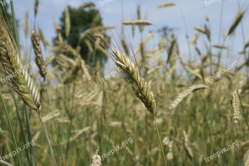 Field Rye Nature Summer Corn