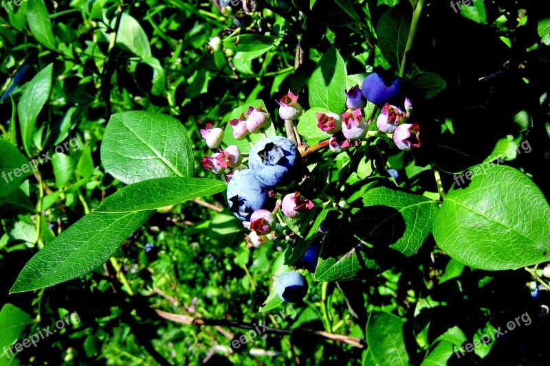 Nature Bilberry Jagoda Blueberries Healthy Food