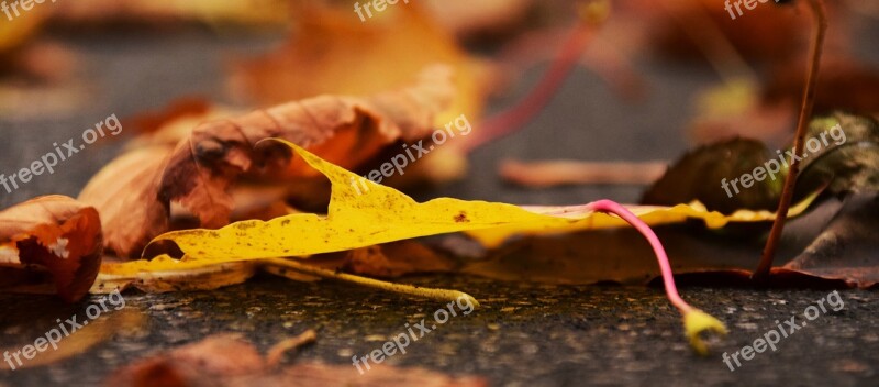 Leaves Autumn Fall Foliage Golden Autumn Close Up