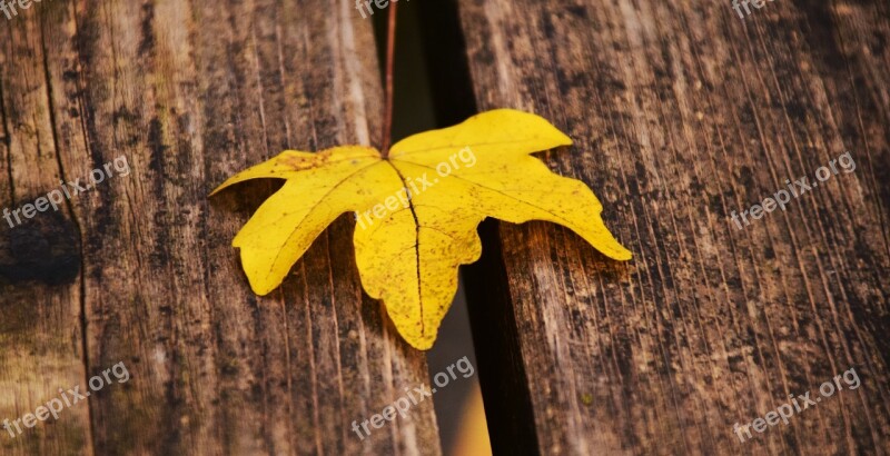 Leaf Yellow Autumn Fall Foliage Wood