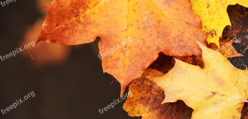 Leaves Autumn Fall Color Fall Foliage Close Up