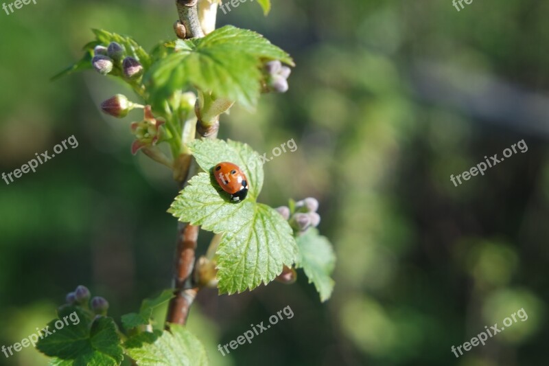 Spring Currant Ladybird Free Photos