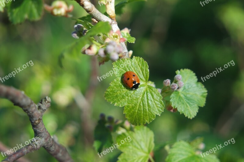 Spring Currant Ladybird Free Photos