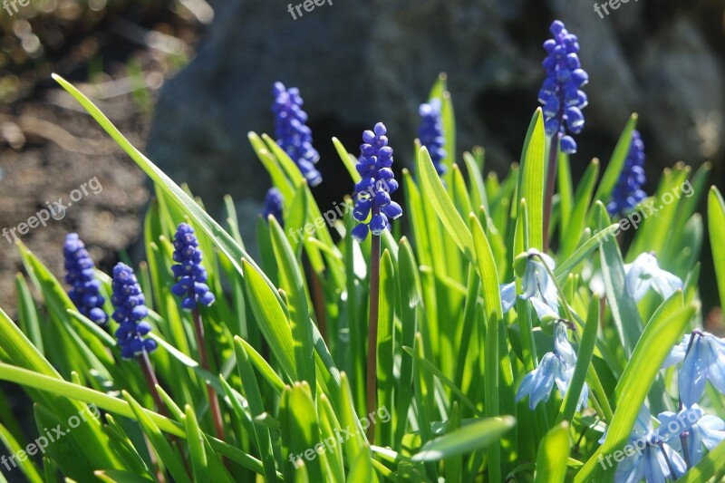 Spring Muscari Grape Hyacinth Flowers Free Photos