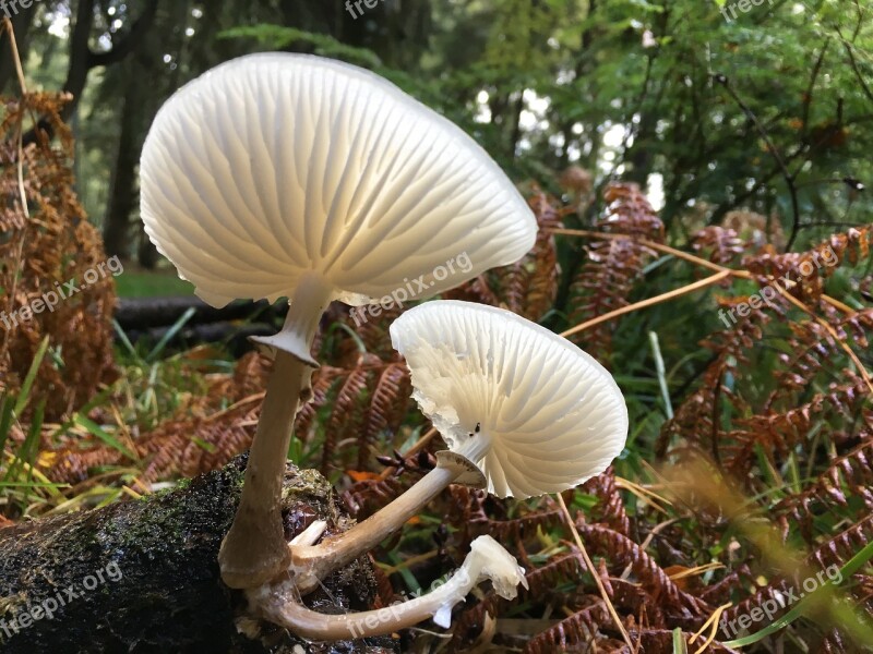 Fungus Mushroom Forest Fungi Natural