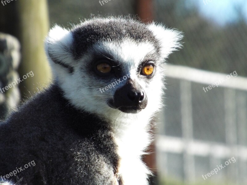 Lemur Ring-tailed Primate Animal Monkey