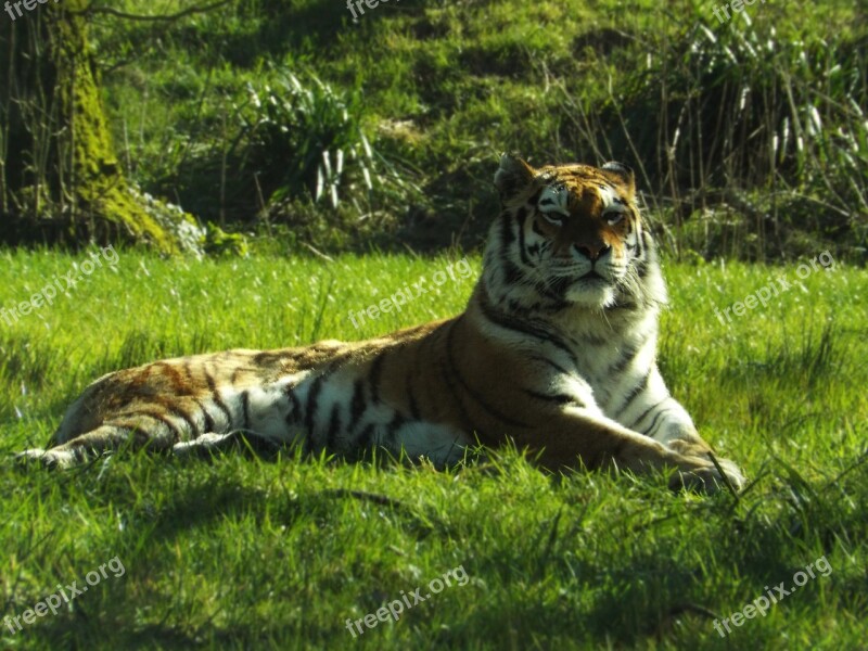 Tiger Big Cat Animal Wildlife Free Photos