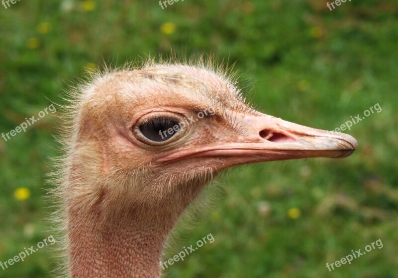 Ostrich Head Face Closeup Animal