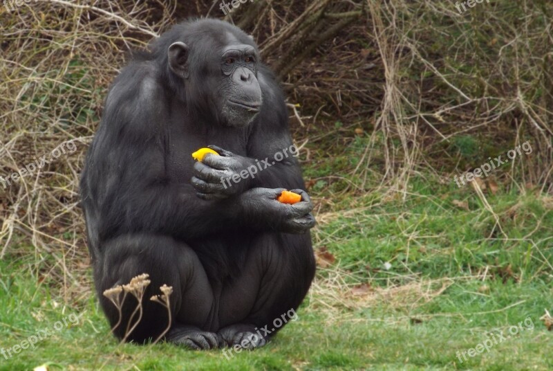 Gorilla Primate Ape Eating Free Photos