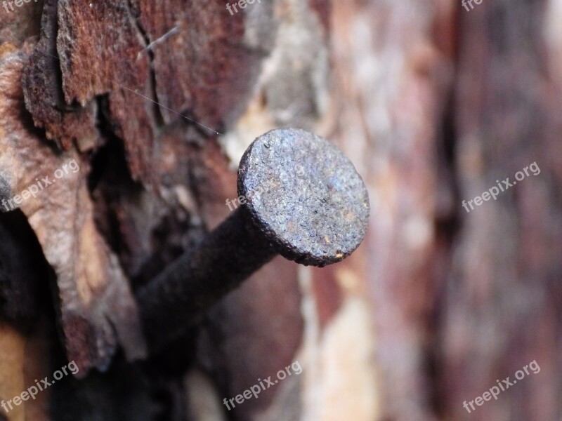 Nail Rust The Bark Time Free Photos