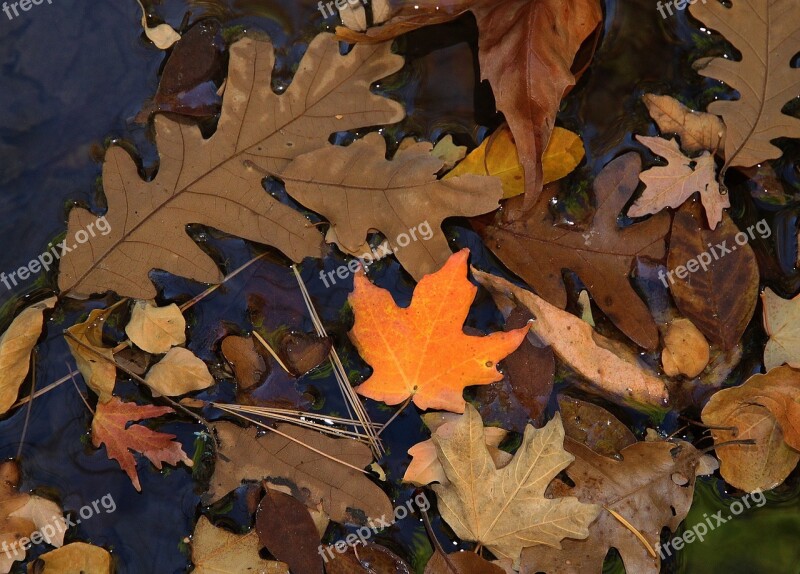 Autumn Leaves Fall Colors Nature