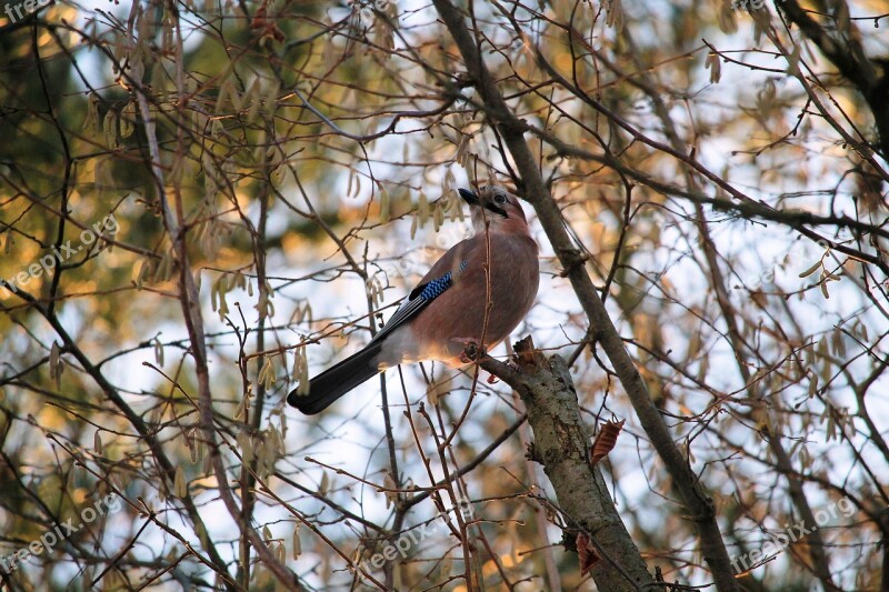 Tree Branches Bird Jay Aesthetic