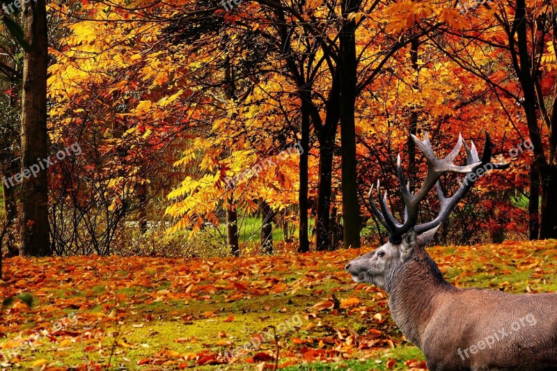 Landscape Forest Hirsch Antler Autumn