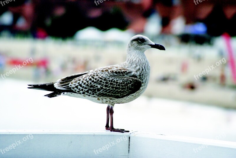 Seagull Bird Sea Nature Wings