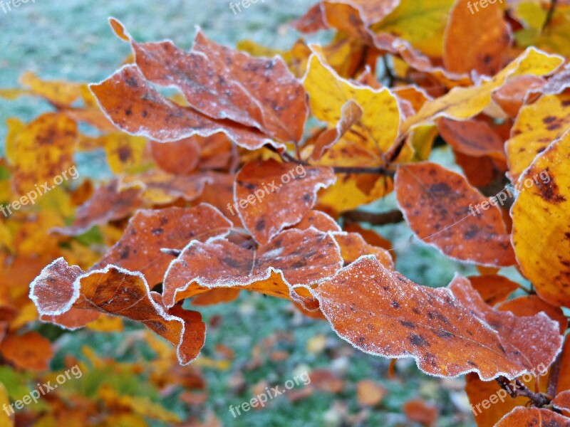 Tree Foliage Autumn Yellow Leaves Nature