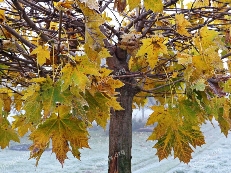 Tree Foliage Autumn Yellow Leaves Nature