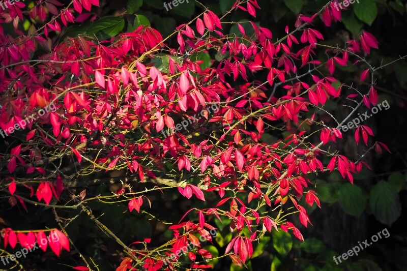 Autumn Red Leaves Tree Landscape