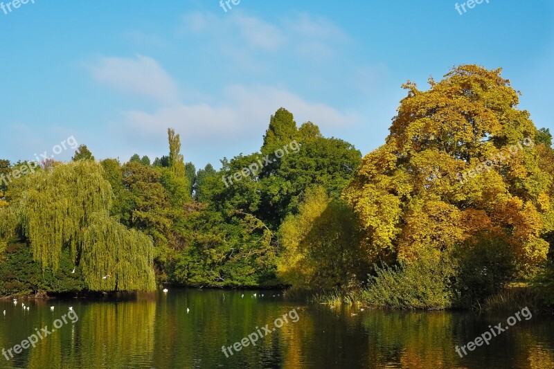 Autumn Gold Golden Autumn Leaves Golden October