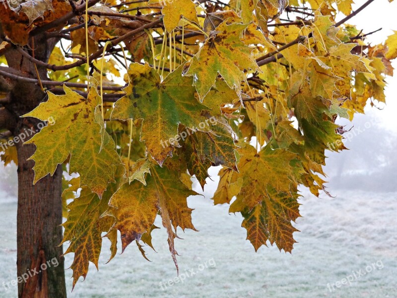 Tree Foliage Autumn Yellow Leaves Nature