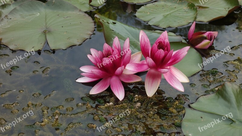 Pond Water Green Water Fauna Water Lily