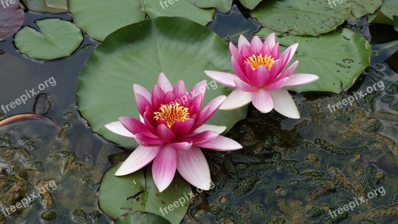 Pond Water Green Water Fauna Water Lily